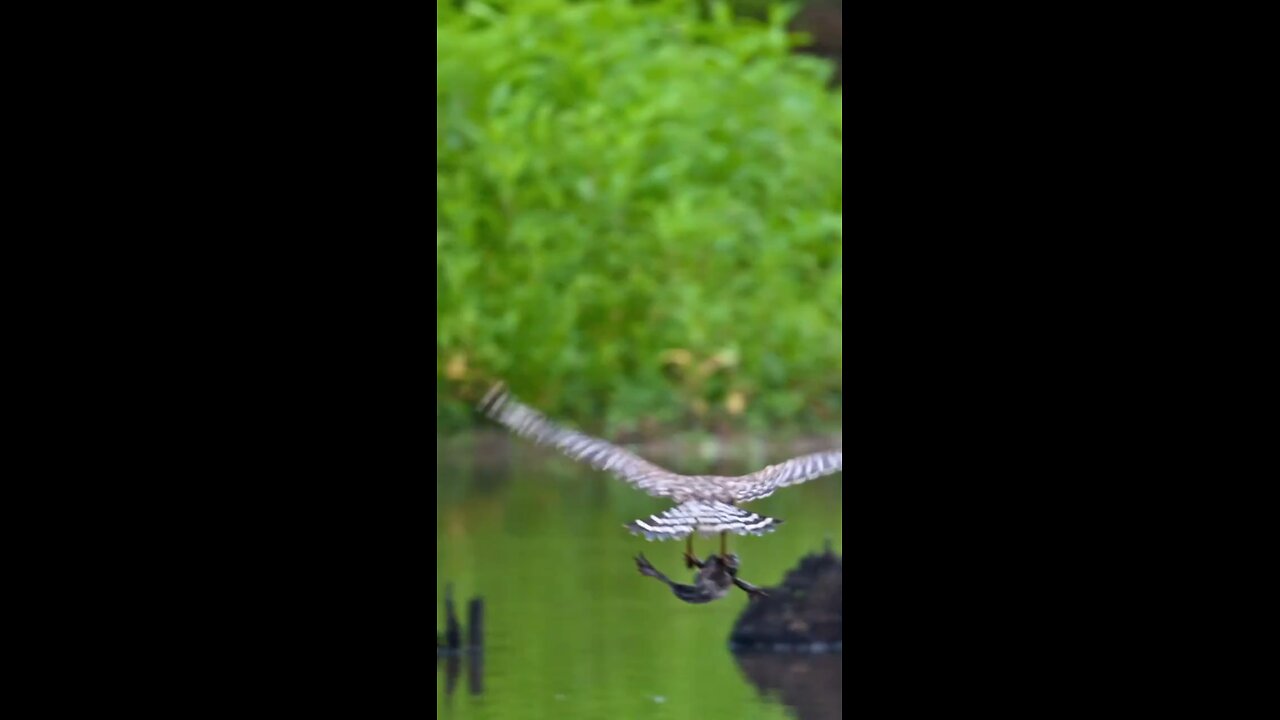 Shikari Birds: Masters of Precision and Stealth"