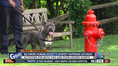 Baltimore Humane Society's Dogfest kicks off Saturday