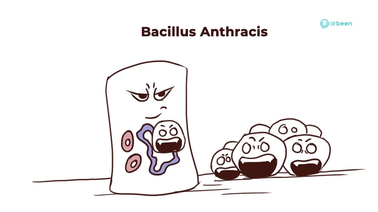 Bacillus Anthracis | Properties, Pathology, Disease, Management Approach