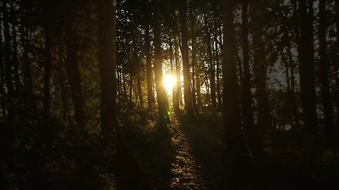 Forest sunset walk #shorts