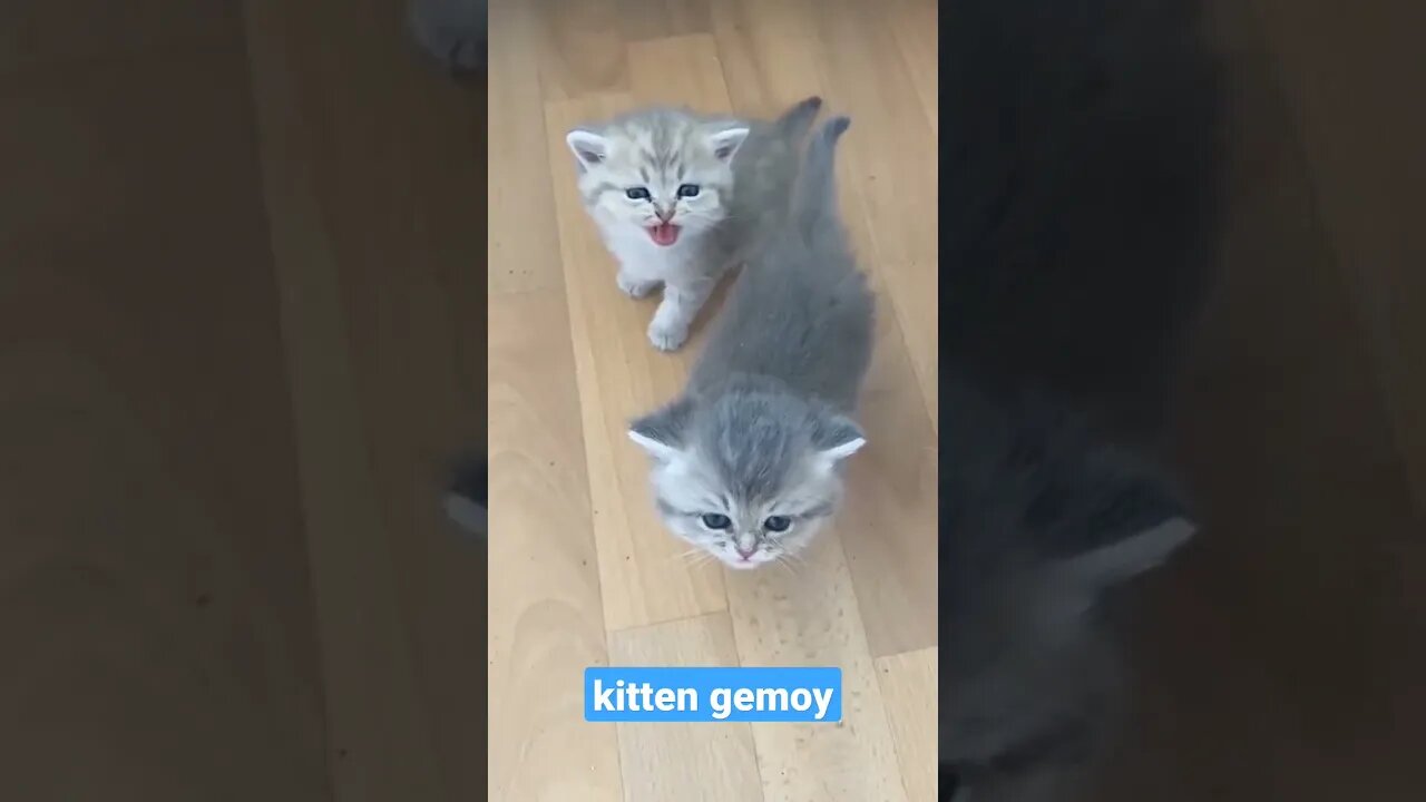 kitten gemoy #short #kucingmeong #catcutevideo #kucinglucu #cats
