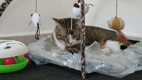 Cat Sits among His Toys