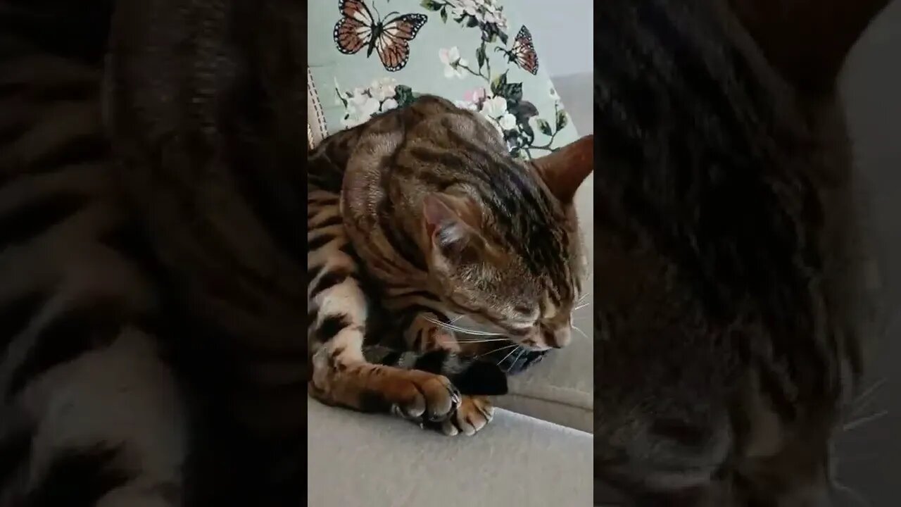 Complicated tail washing technique #bengalcat #cattail #catwashinghistail