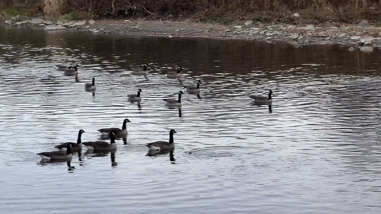 Large Flock of Canada Geese congregating B4 Migrating