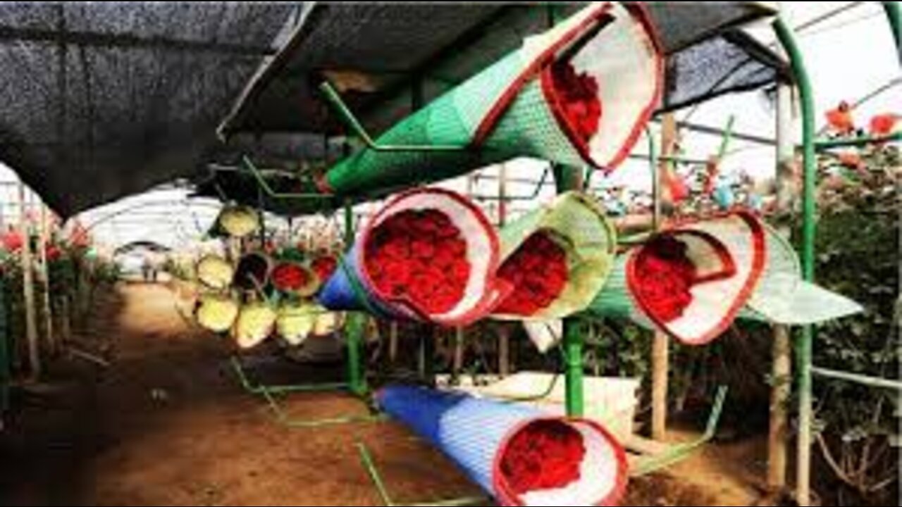 Best Rose Farming In Greenhouse - Planting and Growing Roses - Roses Harvesting - Roses Cultivation