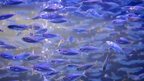 underwater cute fish