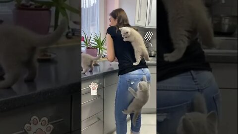 #shorts Смешные Коты Из Тик Тока 92 Funny Cats From Tiktok