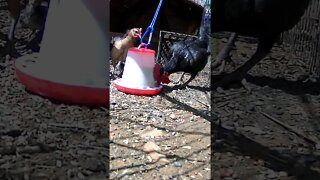 Rooster and hen enjoy being together after hatching chicks