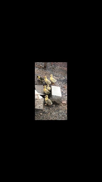 Cutest baby goslings