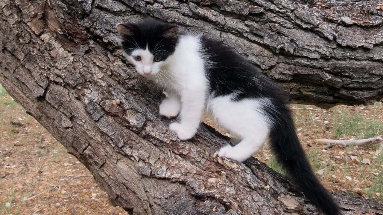 Our Cats #92 #shorts - Two Cats on Cottonwood Tree