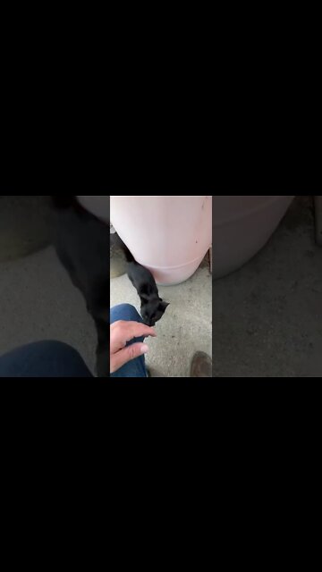 This cute cat loves to be petted #cute_Cat #cat_lover