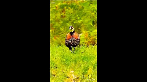 Beautiful birds and nature