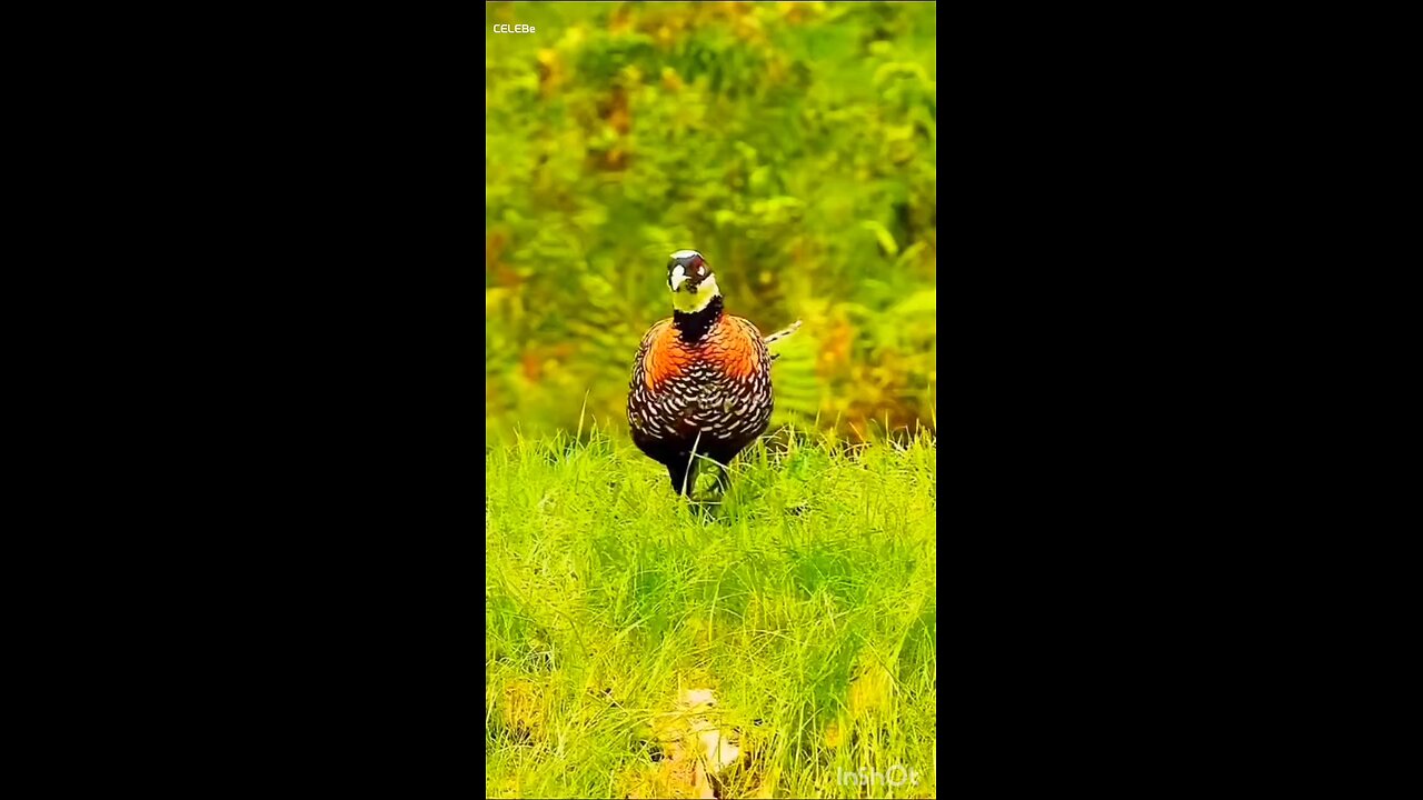Beautiful birds and nature