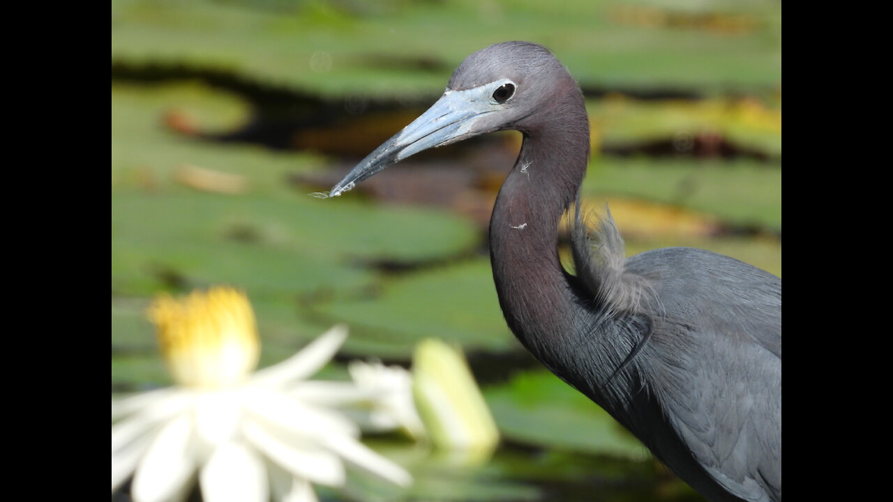 Beautiful Little Blue Heron * Florida Life * #NatureInYourFace