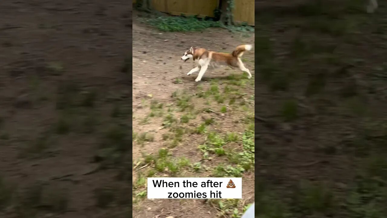 Husky Zoomies 💨