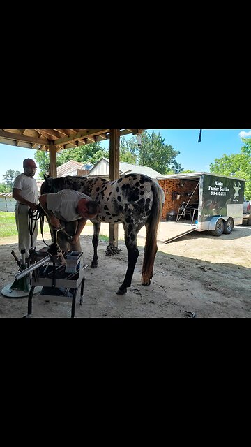 Patient farrier gets the job done!
