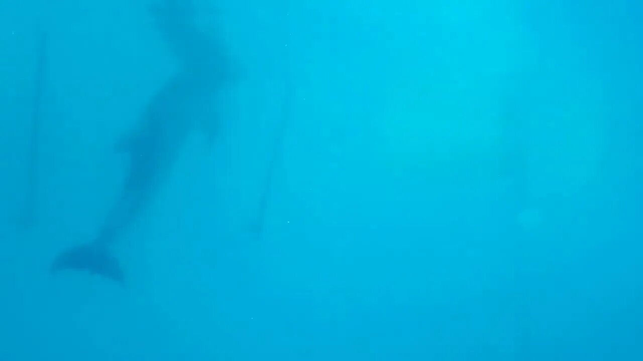 Underwater view of Winter the Dolphin - Part 3