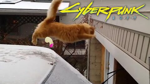 Funny Cat Jump Fail 2050