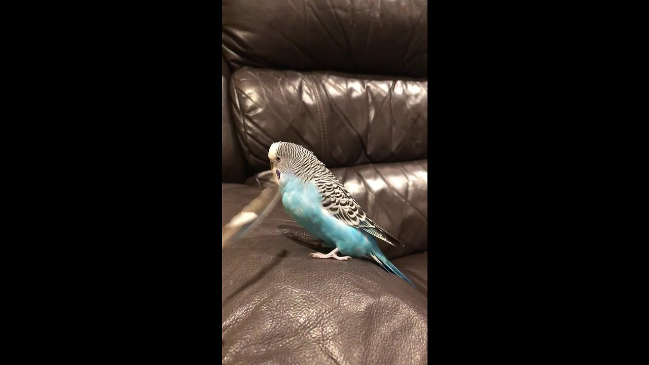 Beatboxing budgie gets tickled by his own feather