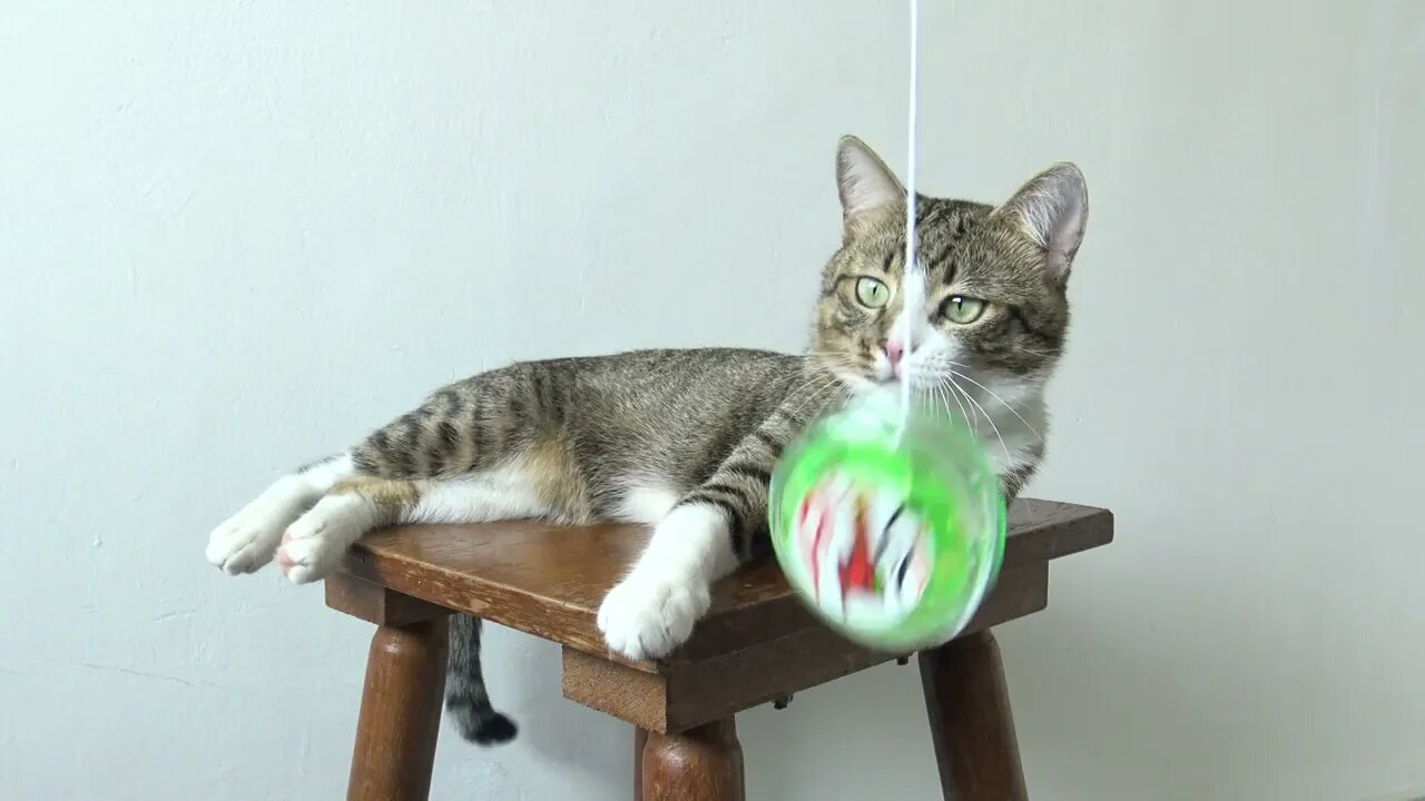 Cat Reaction to YOYO