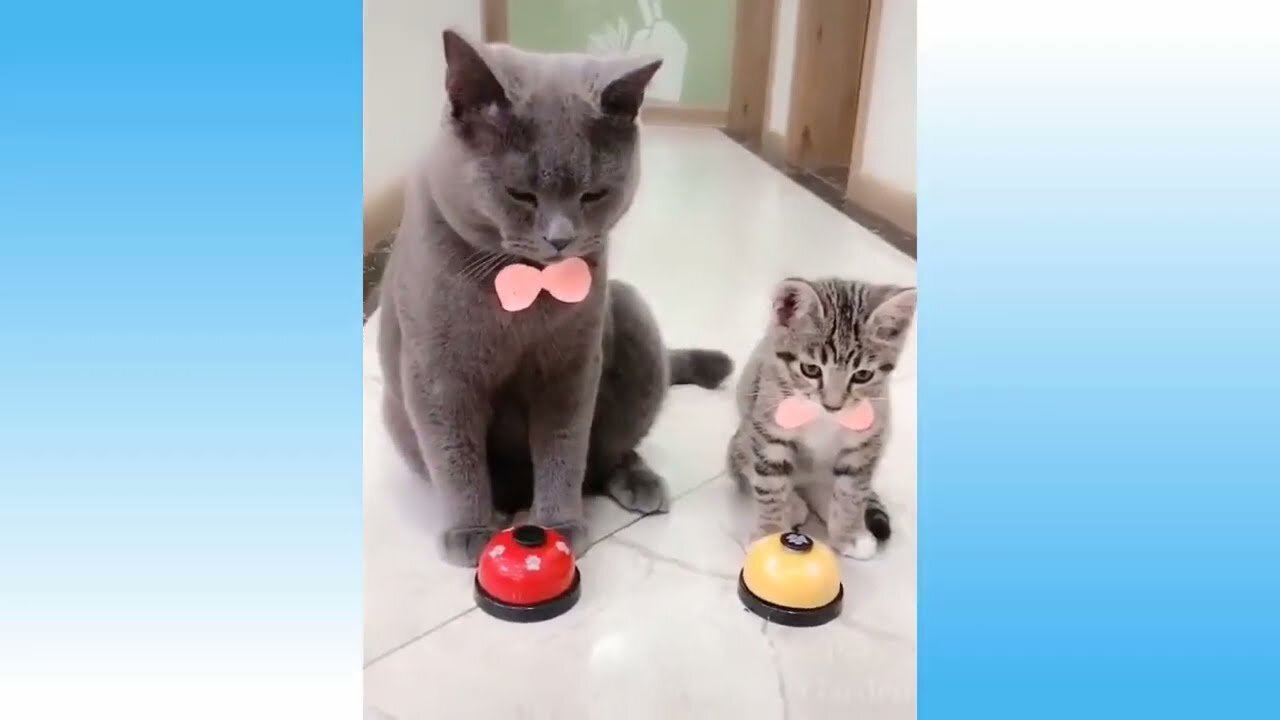 ππCute Pets And Funny Animals Compilation π cute animals
