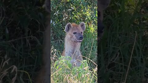 Wildlife Sightings Today 18/07/23 | Lalashe Maasai Mara | #shorts #ShortsAfrica