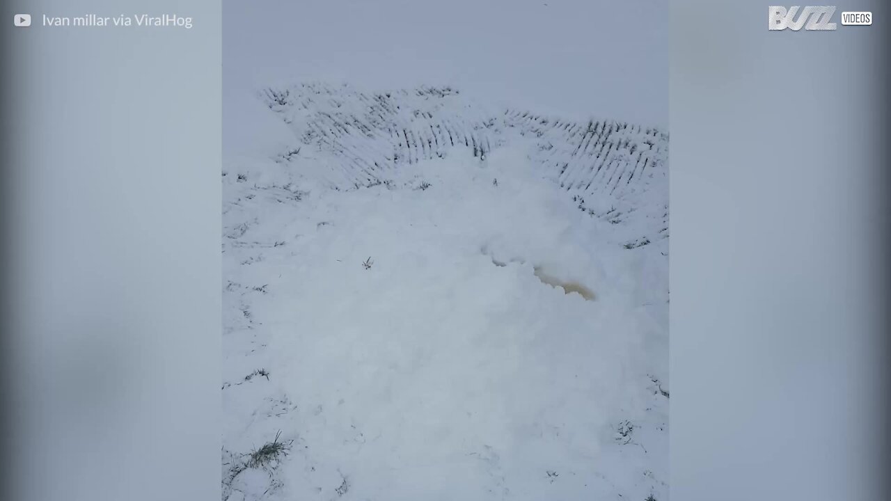 Il furetto e l'adrenalina di vedere la neve per la prima volta