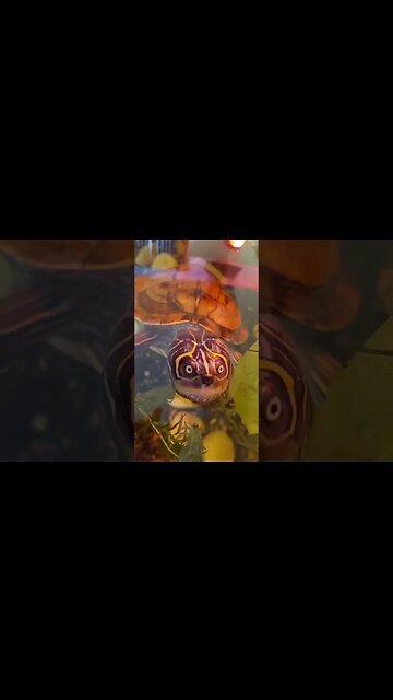 Mad face! 🐢🐢#Flash #pets