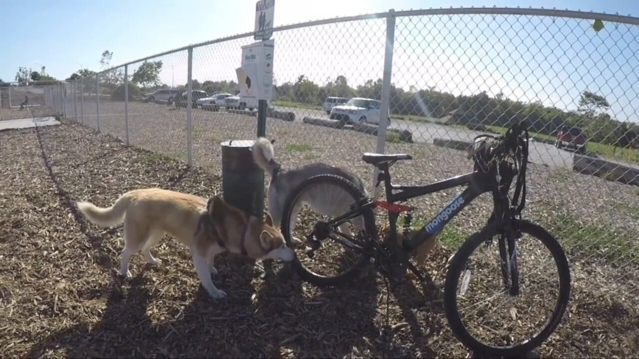 How to properly socialize your dog at a dog park