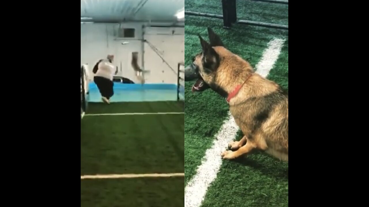 German Shepherd Does Impressive Dive