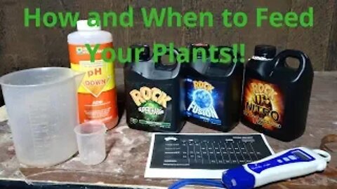 How and When to Feed Your Plants!