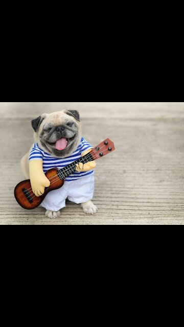 cute & funny dog |tik tok funny dog #shorts