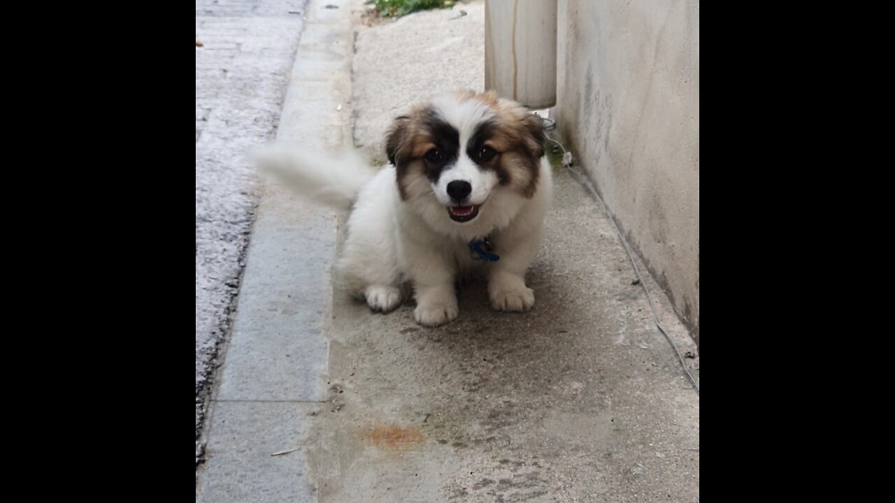 Korean Countryside puppy(super cute♡)