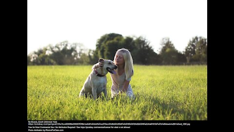 Funny dog cute puppies beautiful animals