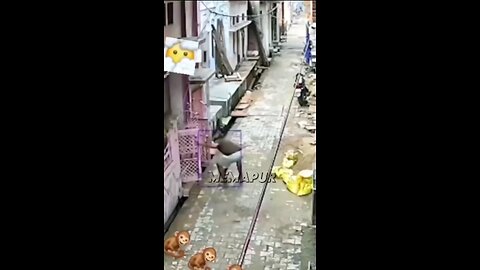 the animal kicked funny video