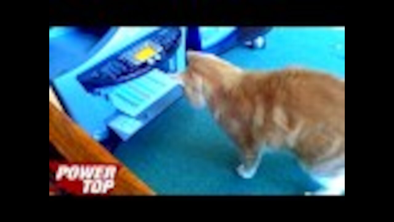 THIS CAT IS ALL LOQUILLO !!! - funny cat videos - funny and funny videos