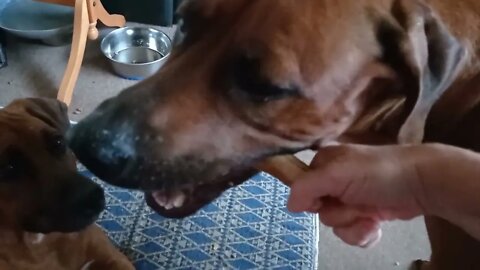 Older Rhodesian Ridgeback Dog Cracks Open Marrowbone For Ridgeback Pup