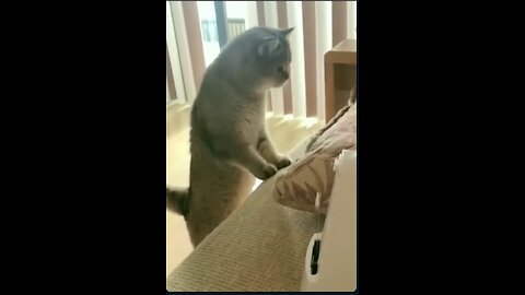 cat fonny video 🤣🤣😂😂😍