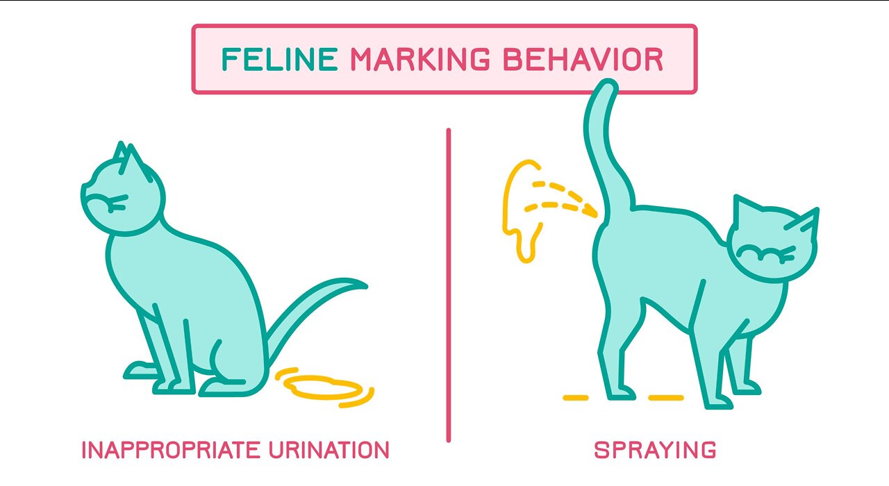 Why does my cat spray?