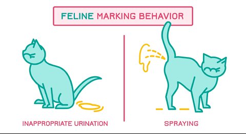 Why does my cat spray?