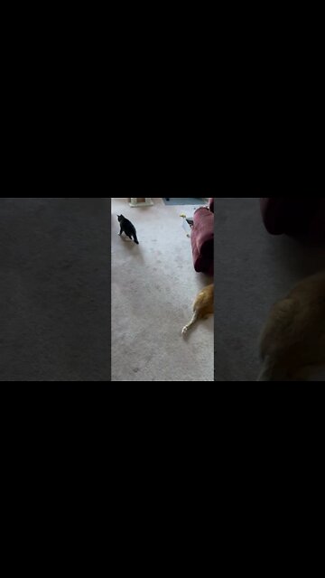 My Cat Hunting a Laser