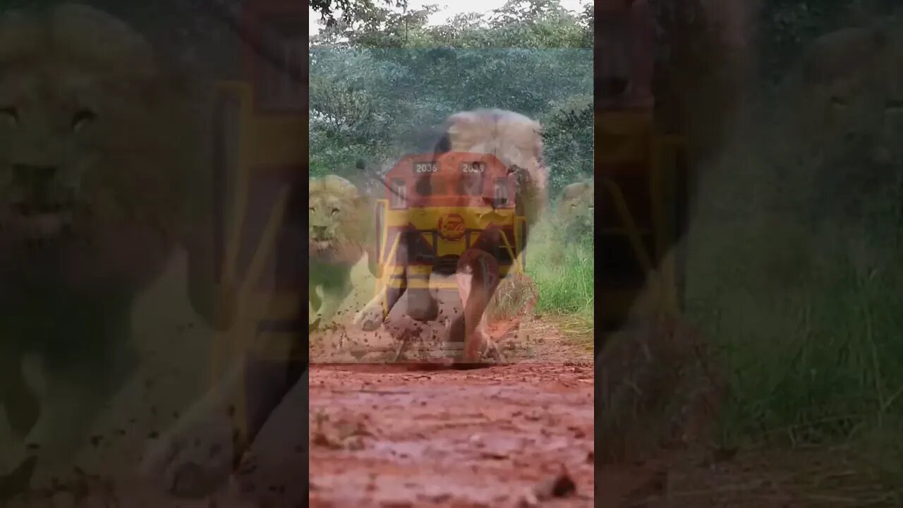 Lion Gets Angry & Roars Like A Train: The Funniest Animal Videos #feedshorts