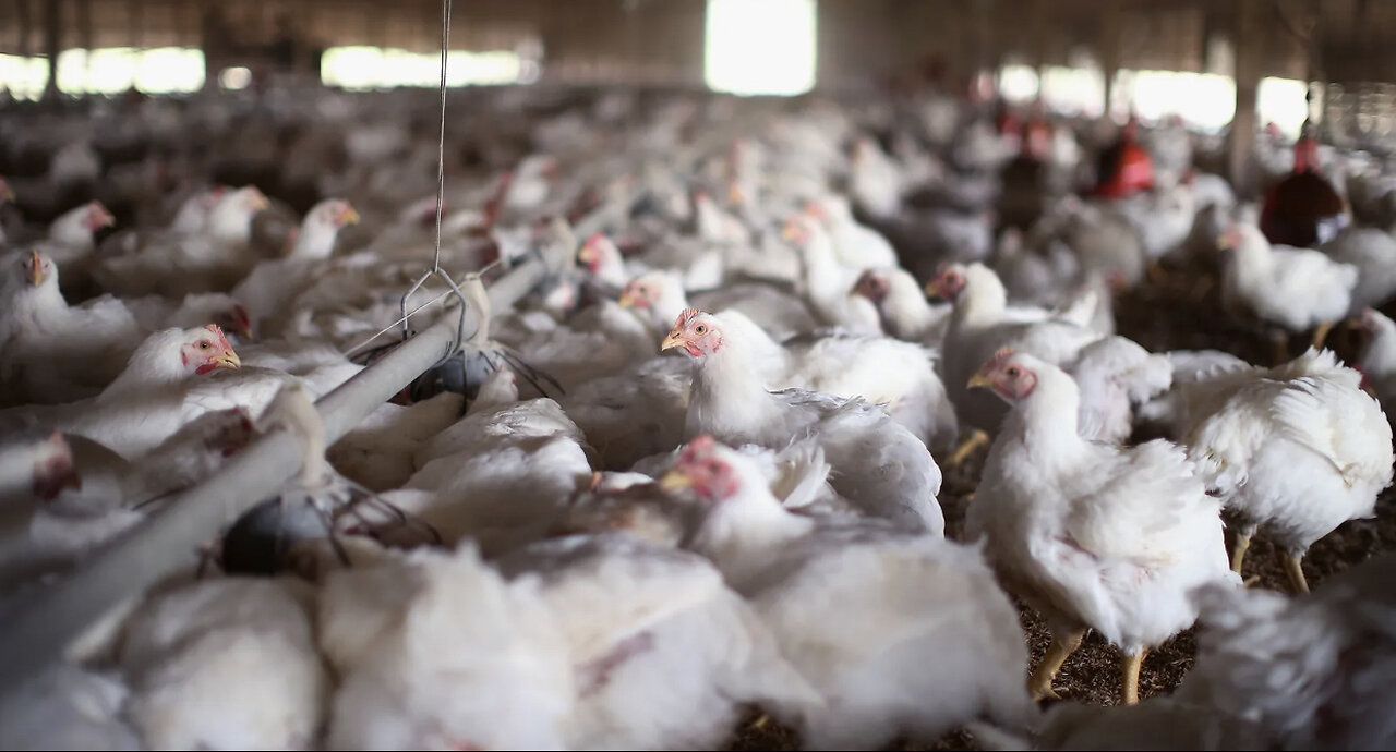 Bird Flu Destroys More Than 14% Of Egg Supply