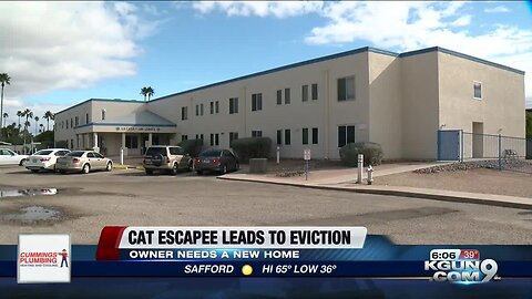 Escaped cat causes eviction