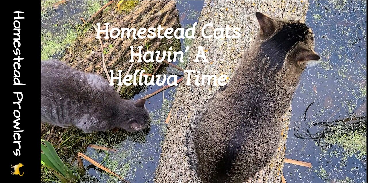 Homestead Cats Enjoying a "Helluva Time"