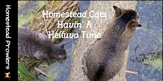 Homestead Cats Enjoying a "Helluva Time"