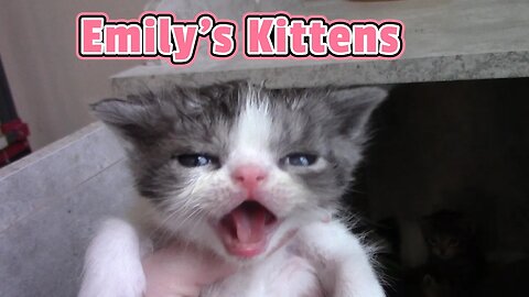 Emily's Kittens Are 3 Weeks Old #Shorts 😻