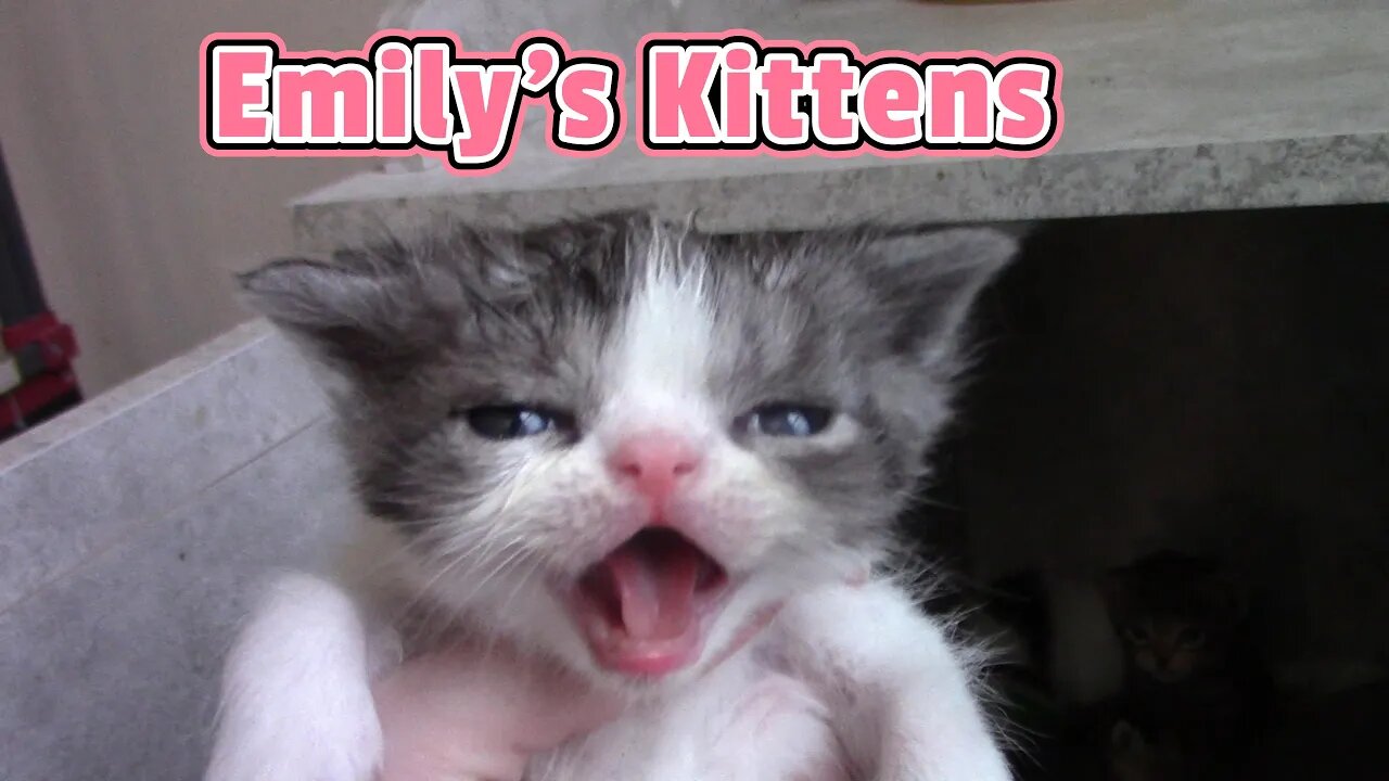 Emily's Kittens Are 3 Weeks Old #Shorts 😻
