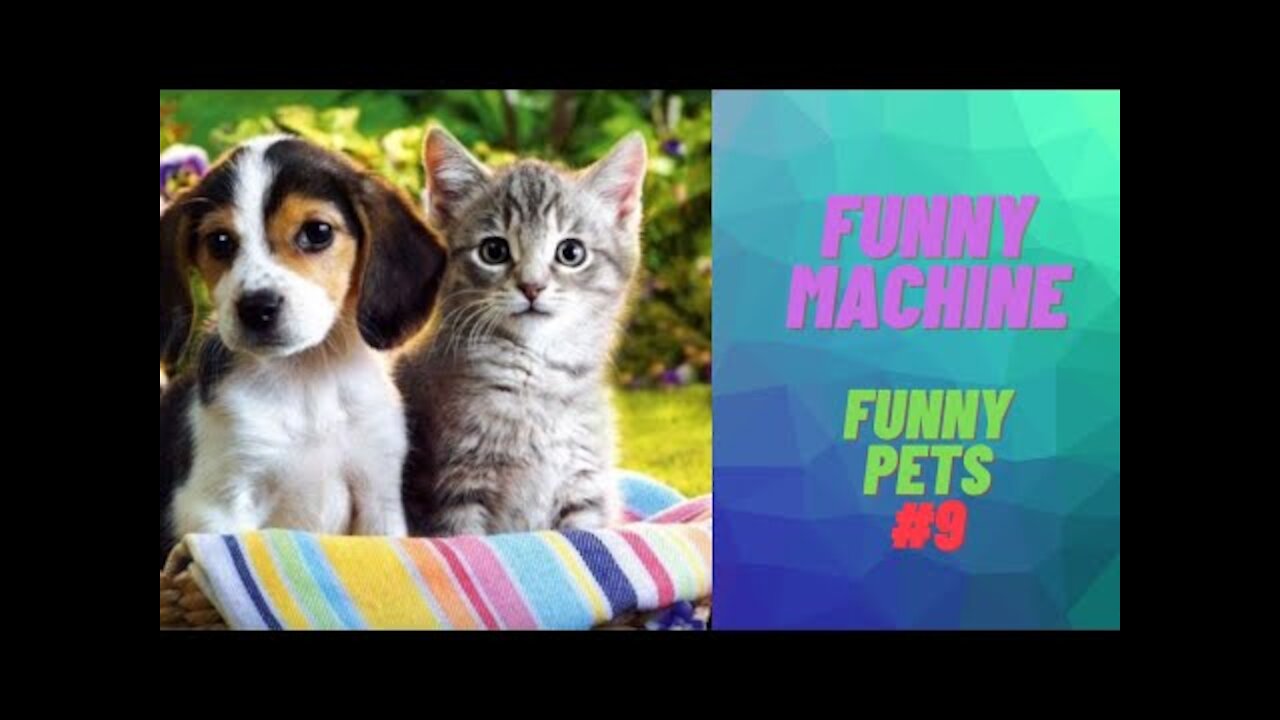 The best funny videos of dogs and cats videos 2022.