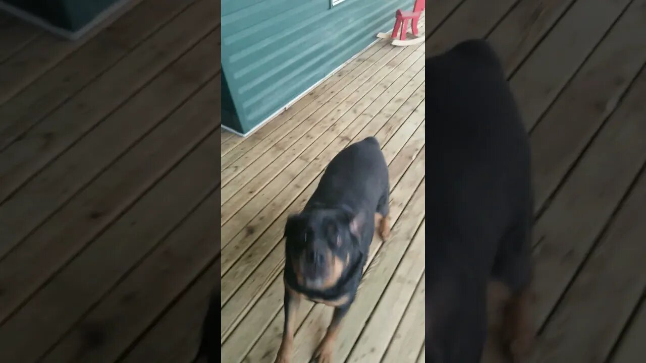 Rottweiler Feeling Good 😄 #rottweiler #shorts